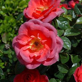 Plant Photo 5