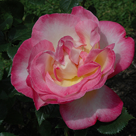 Plant Photo 1