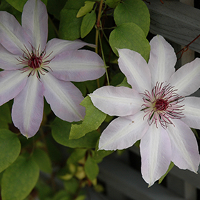 Plant Photo 5