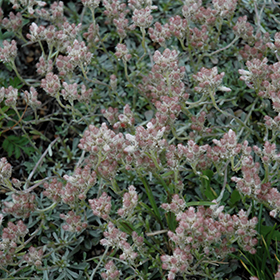 Plant Photo 2