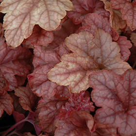 Plant Photo 7