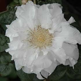 Plant Photo 8