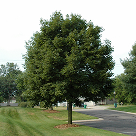 Shade Tree Photo