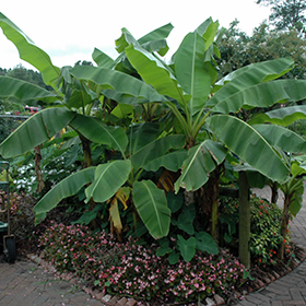 Banana Photo