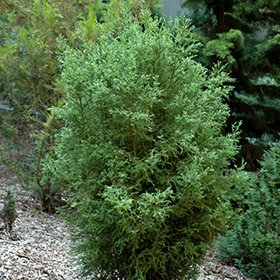 Plant Photo 6