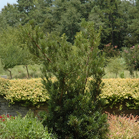 Plant Photo 6