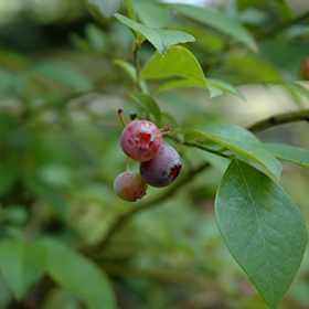 Plant Photo 3