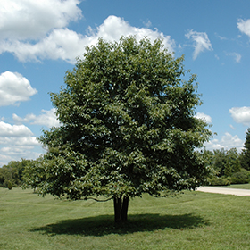 Deciduous Tree Photo