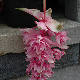 Plant Photo 5