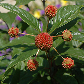 Plant Photo 6