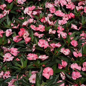 Plant Photo 10