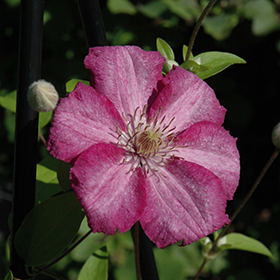 Plant Photo 2