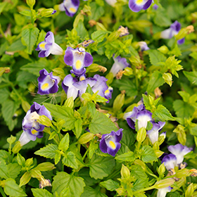 Plant Photo 10