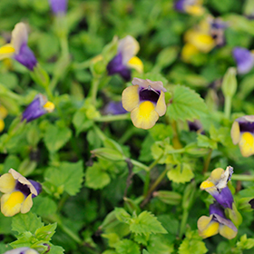 Plant Photo 4