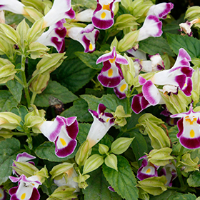 Plant Photo 9