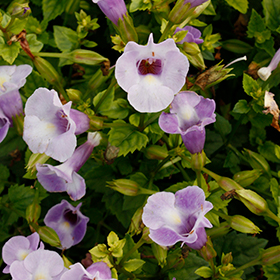 Plant Photo 9