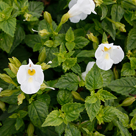 Plant Photo 5