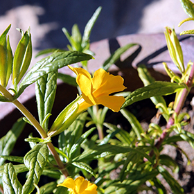 Plant Photo 10