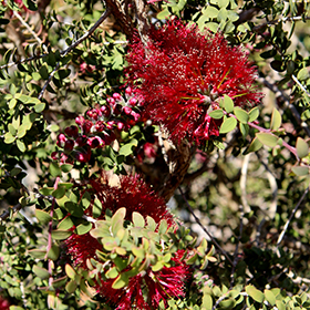 Plant Photo 8