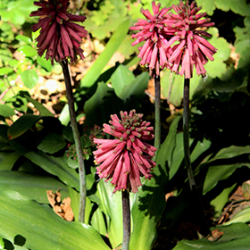 Plant Photo 1