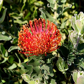 Plant Photo 8