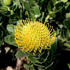Plant Photo 3