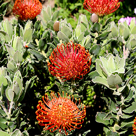 Plant Photo 2