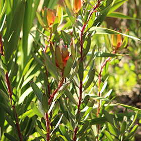 Plant Photo 1