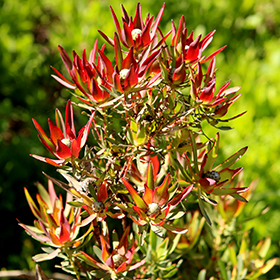 Plant Photo 2