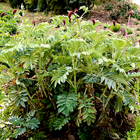 Plant Photo 1