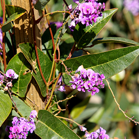 Plant Photo 4