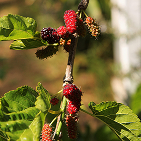 Plant Photo 5