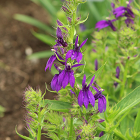 Plant Photo 6