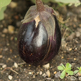 Plant Photo 4