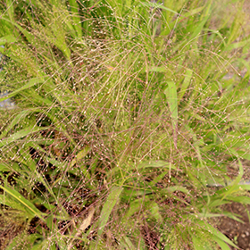 Plant Photo 10