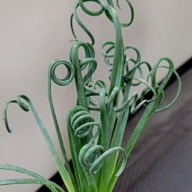 Plant Photo 7