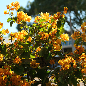 Plant Photo 6