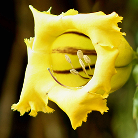 Plant Photo 7
