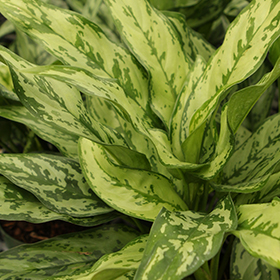 Plant Photo 2