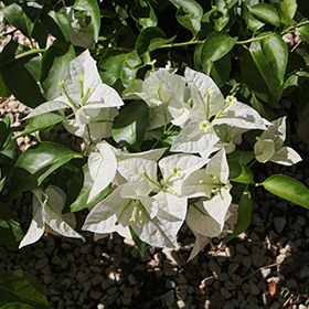 Plant Photo 3