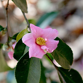 Plant Photo 2