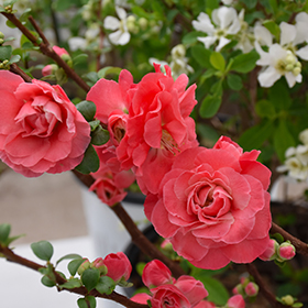 Plant Photo 5