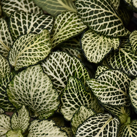 Plant Photo 10