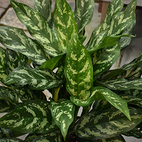 Plant Photo 5