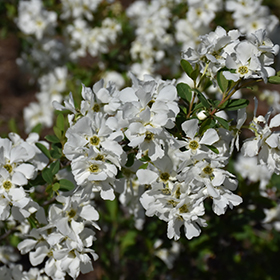 Plant Photo 9