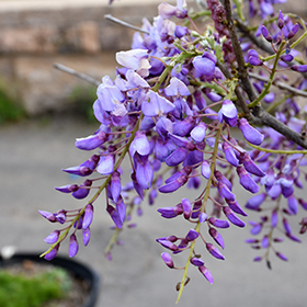 Plant Photo 3