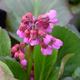 Shade-Tolerant Perennial Photo