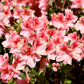 Plant Photo 1