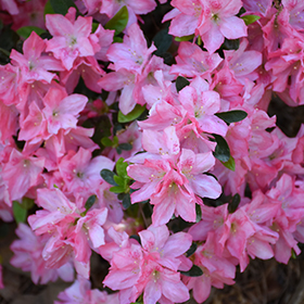 Plant Photo 10