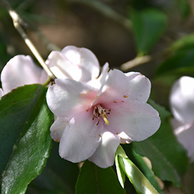 Plant Photo 5
